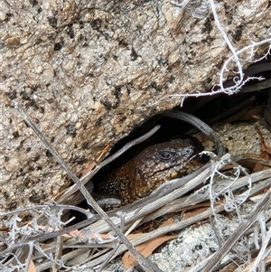 Egernia cunninghami at Kambah, ACT - 5 Oct 2024 01:15 PM