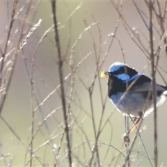 Malurus cyaneus (Superb Fairywren) at Fyshwick, ACT - 6 Oct 2024 by JimL