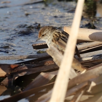 Poodytes gramineus (Little Grassbird) at Fyshwick, ACT - 5 Oct 2024 by JimL