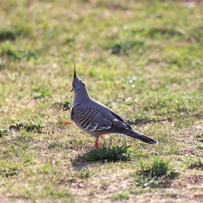 Ocyphaps lophotes (Crested Pigeon) at Fyshwick, ACT - 6 Oct 2024 by JimL