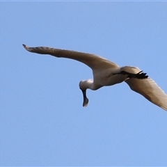 Platalea regia (Royal Spoonbill) at Fyshwick, ACT - 5 Oct 2024 by JimL