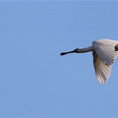 Platalea regia at Fyshwick, ACT - 6 Oct 2024