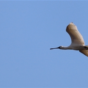 Platalea regia at Fyshwick, ACT - 6 Oct 2024 07:58 AM