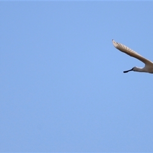 Platalea regia at Fyshwick, ACT - 6 Oct 2024 07:58 AM