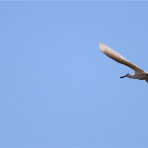 Platalea regia at Fyshwick, ACT - 6 Oct 2024 07:58 AM