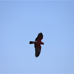 Eolophus roseicapilla (Galah) at Fyshwick, ACT - 5 Oct 2024 by JimL