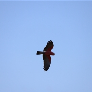 Eolophus roseicapilla at Fyshwick, ACT - 6 Oct 2024