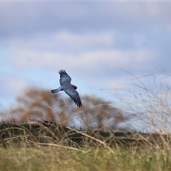 Eolophus roseicapilla at Fyshwick, ACT - 6 Oct 2024