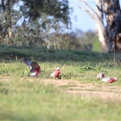 Eolophus roseicapilla at Fyshwick, ACT - 6 Oct 2024 07:58 AM