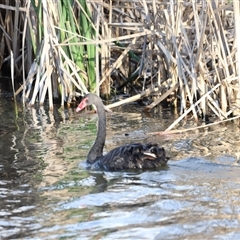 Cygnus atratus (Black Swan) at Fyshwick, ACT - 5 Oct 2024 by JimL