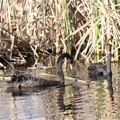 Cygnus atratus (Black Swan) at Fyshwick, ACT - 6 Oct 2024 by JimL