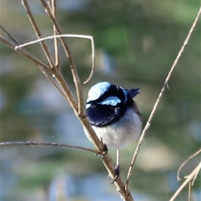 Malurus cyaneus (Superb Fairywren) at Fyshwick, ACT - 5 Oct 2024 by JimL