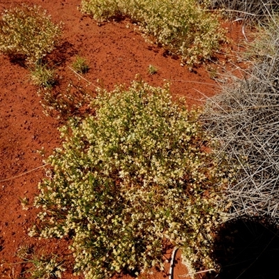 Unverified Other Shrub at Gibson Desert North, WA - 29 Aug 2024 by Paul4K