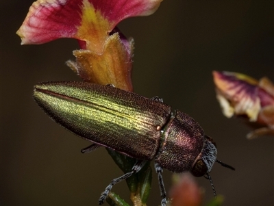 Melobasis propinqua (Propinqua jewel beetle) at Bruce, ACT - 4 Oct 2024 by amiessmacro