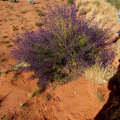 Unverified Other Shrub at Telfer, WA - 29 Aug 2024 by Paul4K