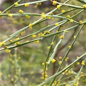 Exocarpos strictus at Gurrundah, NSW - 5 Oct 2024