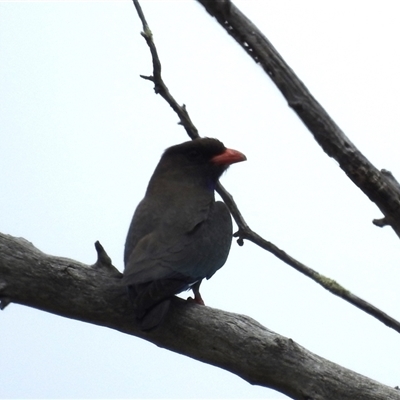 Eurystomus orientalis (Dollarbird) at Kambah, ACT - 5 Oct 2024 by HelenCross