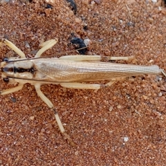 Unverified Grasshopper, Cricket or Katydid (Orthoptera) at Telfer, WA - 30 Aug 2024 by Paul4K