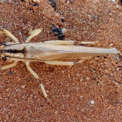 Unverified Grasshopper, Cricket or Katydid (Orthoptera) at Telfer, WA - 30 Aug 2024 by Paul4K