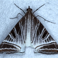 Phrataria replicataria (Pale Phrataria) at Bulli, NSW - 5 Oct 2024 by jb2602