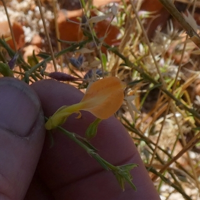 Unverified Other Shrub at Telfer, WA - 30 Aug 2024 by Paul4K