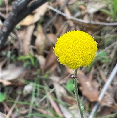 Craspedia variabilis (Common Billy Buttons) at Gurrundah, NSW - 5 Oct 2024 by JaneR