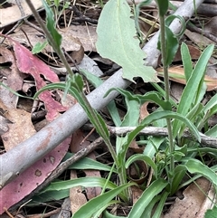 Craspedia variabilis at Gurrundah, NSW - 5 Oct 2024