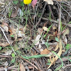 Craspedia variabilis at Gurrundah, NSW - 5 Oct 2024