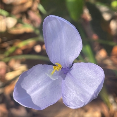 Patersonia sericea at Ulladulla, NSW - 6 Oct 2024 by Clarel