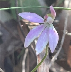 Caladenia fuscata at Ulladulla, NSW - 6 Oct 2024 by Clarel