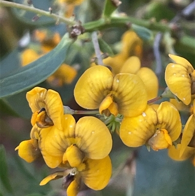 Daviesia corymbosa at Ulladulla, NSW - 6 Oct 2024 by Clarel