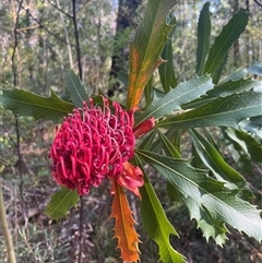 Telopea speciosissima (NSW Waratah) at Ulladulla, NSW - 6 Oct 2024 by Clarel