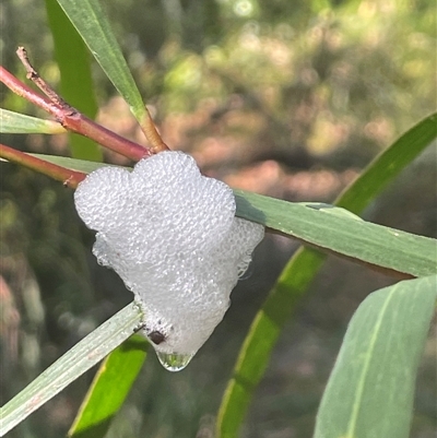 Aphrophorinae (subfamily) (Unidentified spittlebug) at Ulladulla, NSW - 5 Oct 2024 by Clarel