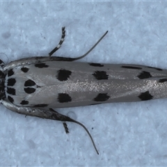 Ethmia sphaerosticha (A Gelechioid moth (Ethmiidae)) at Bulli, NSW - 4 Oct 2024 by jb2602