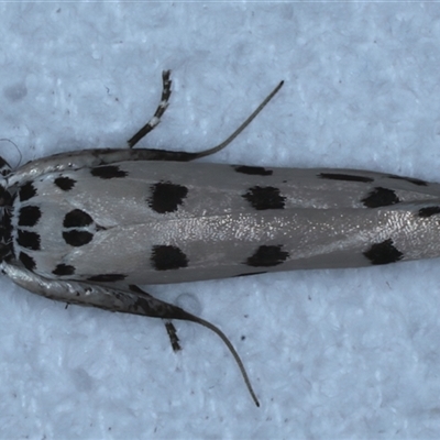 Ethmia sphaerosticha (A Gelechioid moth (Ethmiidae)) at Bulli, NSW - 4 Oct 2024 by jb2602