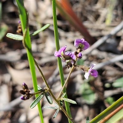 Glycine clandestina (Twining Glycine) at Hawker, ACT - 5 Oct 2024 by sangio7