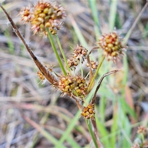 Luzula densiflora at Hawker, ACT - 5 Oct 2024