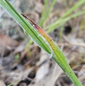 Luzula densiflora at Hawker, ACT - 5 Oct 2024