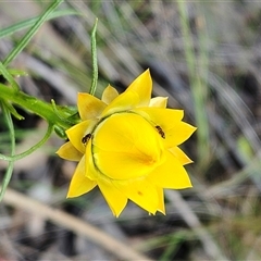 Xerochrysum viscosum (Sticky Everlasting) at Hawker, ACT - 5 Oct 2024 by sangio7