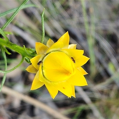 Xerochrysum viscosum (Sticky Everlasting) at Hawker, ACT - 5 Oct 2024 by sangio7