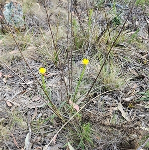 Xerochrysum viscosum at Hawker, ACT - 5 Oct 2024