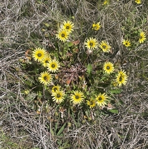 Arctotheca calendula at Breadalbane, NSW - 5 Oct 2024 12:02 PM