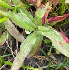 Epilobium ciliatum (A Willow Herb) at Breadalbane, NSW - 5 Oct 2024 by JaneR