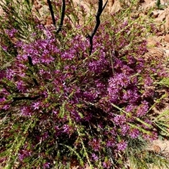 Unverified Other Shrub at Telfer, WA - 30 Aug 2024 by Paul4K