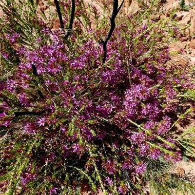Unverified Other Shrub at Telfer, WA - 30 Aug 2024 by Paul4K
