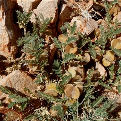 Unverified Other Wildflower or Herb at Telfer, WA - 30 Aug 2024 by Paul4K