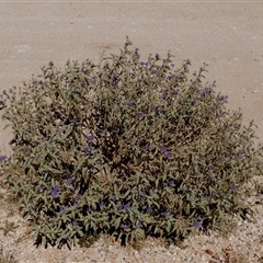Unverified Other Shrub at Telfer, WA - 30 Aug 2024 by Paul4K
