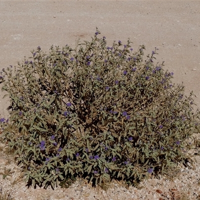 Unverified Other Shrub at Telfer, WA - 30 Aug 2024 by Paul4K