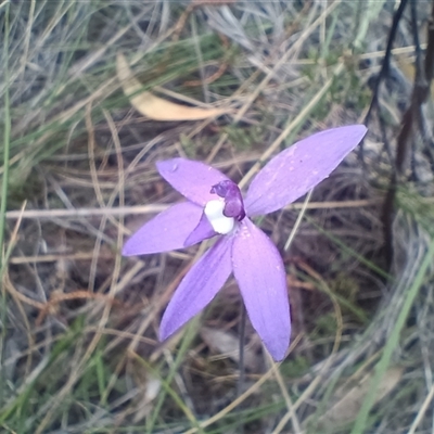 Glossodia major (Wax Lip Orchid) at Hackett, ACT - 2 Oct 2024 by Berlge