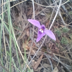 Glossodia major at Hackett, ACT - 3 Oct 2024